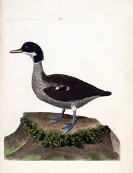 Állattani térkép (ornitológia): java kékeszöld (szürke kékeszöld vagy anas gibberifrons). Illusztráció: Francois Nicolas Martinet (1731-1800) „A madarak története, megjelenésük és érzékeny aspektusuk szerint”. Magángyűjtemény.