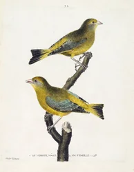 Állattani térkép (ornitológia): hím és nőstény verdier (európai verdier vagy carduelis chloris) egy ágon. Illusztráció: Francois Nicolas Martinet (1731-1800) „A madarak története, megjelenésük és érzékeny aspektusuk szerint”. Privát koll