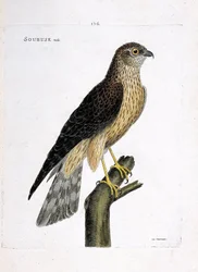 Állattani térkép (ornitológia): hím soubuse (busard saint martin vagy circus cyaneus) egy ágon. Illusztráció: Francois Nicolas Martinet (1731-1800) „A madarak története, megjelenésük és érzékeny aspektusuk szerint”. Magángyűjtemény.