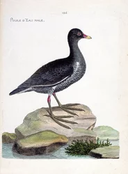 Állattani térkép (ornitológia): hím vízi tyúk (vízi tyúk vagy gallinula chloropus). Illusztráció: Francois Nicolas Martinet (1731-1800) „A madarak története, megjelenésük és érzékeny aspektusuk szerint”. Magángyűjtemény.