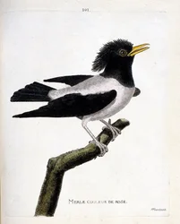 Állattani térkép (ornitológia): rózsaszín feketerigó (vöröses seregély vagy sturnus roseus) egy ágon. Illusztráció: Francois Nicolas Martinet (1731-1800) „A madarak története, megjelenésük és érzékeny aspektusuk szerint”. Magángyűjtemény.
