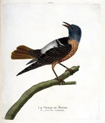 Állattani térkép (ornitológia): szikla feketerigó (szikla feketerigó vagy monticola saxatilis). Illusztráció: Francois Nicolas Martinet (1731-1800) „A madarak története, megjelenésük és érzékeny aspektusuk szerint”. Magángyűjtemény.