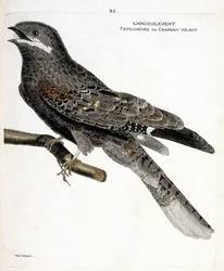 Állattani térkép (ornitológia): egy ágon a szögletes (European Nighthawg vagy caprimulgus europaeus). Illusztráció: Francois Nicolas Martinet (1731-1800) „A madarak története, megjelenésük és érzékeny aspektusuk szerint”. Magángyűjtemények