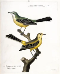Állattani térkép (ornitológia): maga a begeronnette és a tavaszi begeronnette (tavaszi begeronnette vagy motacilla flava) egy ágon. Illusztráció: „A madarak története, megjelenésük és érzékeny aspektusukra festve”, Francois Nicolas Ma