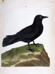 Zoológiai tábla (madártan): vetési varjú (Corvus corone). Illusztráció François Nicolas Martinet (1731-1800) „A madarak története, megjelenésük és érzékeny vonásaik szerint megfestve” című művében. Magángyűjtemény.