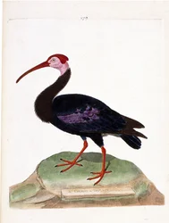 Állattani térkép (ornitológia): a göndör feje a jó reménység sapkája (ibis du cap vagy geronticus calvus) csupasz. Illusztráció: Francois Nicolas Martinet (1731-1800) „A madarak története, megjelenésükre és érzékeny vonatkozásukra festve”. P