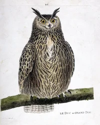 Állattani térkép (ornitológia): a herceg vagy nagyherceg (nagyherceg vagy bubo bubo) egy ágon. Illusztráció: Francois Nicolas Martinet (1731-1800) „A madarak története, megjelenésük és érzékeny aspektusuk szerint”. Magángyűjtemény.