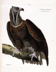 Állattani tábla (ornitológia): a nagy keselyű (barátkeselyű vagy Aegypius monachus) egy ágon. Illusztráció François Nicolas Martinet (1731-1800) „A madarak története, látható és érzékelhető vonásaikban megfestve” című művében. Magángyűjtemény.