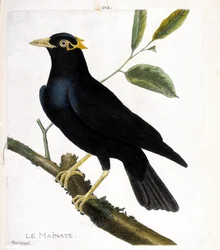 Állattani térkép (ornitológia): az ágon lévő főzet (vallási főút vagy gracula religiosa). Illusztráció: Francois Nicolas Martinet (1731-1800) „A madarak története, megjelenésük és érzékeny aspektusuk szerint”. Magángyűjtemény.