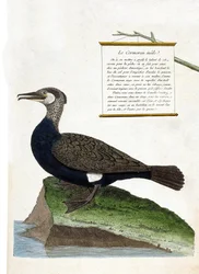 Állattani térkép (ornitológia): a hím kormorán (Nagy kárókatona vagy phalacrocorax carbo). Illusztráció: Francois Nicolas Martinet (1731-1800) „A madarak története, megjelenésük és érzékeny aspektusuk szerint”. Magángyűjtemény.