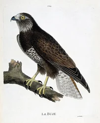 Állattani térkép (ornitológia): a fúvóka (változó fúvóka vagy buteo buteo) egy ágon. Illusztráció: Francois Nicolas Martinet (1731-1800) „A madarak története, megjelenésük és érzékeny aspektusuk szerint”. Magángyűjtemény.