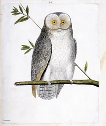 Állattani térkép (ornitológia): a bagoly (macskabagoly vagy Tyto Alba) egy ágon. Illusztráció: Francois Nicolas Martinet (1731-1800) „A madarak története, megjelenésük és érzékeny aspektusuk szerint”. Magángyűjtemény.