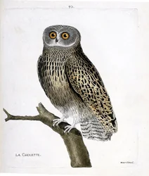 Állattani térkép (ornitológia): bagoly (hulotte owl vagy strix aluco) egy ágon. Illusztráció: Francois Nicolas Martinet (1731-1800) „A madarak története, megjelenésük és érzékeny aspektusuk szerint”. Magángyűjtemény.