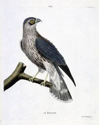 Állattani térkép (ornitológia): a szikla (emrillon falcon vagy falco colombarius) egy ágon. Illusztráció: Francois Nicolas Martinet (1731-1800) „A madarak története, megjelenésük és érzékeny aspektusuk szerint”. Magángyűjtemény.