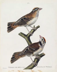 Állattani térkép (ornitológia): az erdei veréb vagy a dombormű (Hudson veréb vagy spizea arborea) és nősténye (relied veréb vagy petronia petronia). Illusztráció: Franco: „A madarak története, megjelenésük és érzékeny aspektusuk szerint”