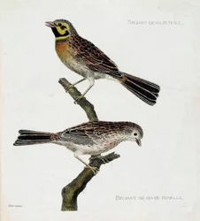 Állattani térkép (ornitológia): felülről lefelé: hím és nőstény hágai verebek (zizi vagy emberiza cirlus) egy ágon. Illusztráció: Francois Nicolas Martinet (1731-1800) „A madarak története, megjelenésük és érzékeny aspektusuk szerint”. Priv