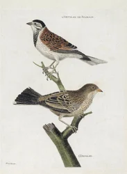 Állattani térkép (ornitológia): felülről lefelé: nádi ortolan (Reed Sparrow vagy Emberiza schoeniclus) és Ortolan (Ortolan Sparrow vagy Emberiza hortulana) egy ágon. Illusztráció: „A madarak története, megjelenésük és érzékeny aspektusuk szerint”