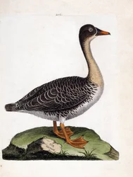Állattani térkép (ornitológia): vadlúd (szüreti lúd vagy anser fabalis). Illusztráció: Francois Nicolas Martinet (1731-1800) „A madarak története, megjelenésük és érzékeny aspektusuk szerint”. Magángyűjtemény.