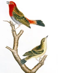 veréb és nősténye, Francois Nicolas Martinet színes metszete