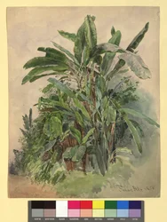 Schönbrunn - Növénytanulmány