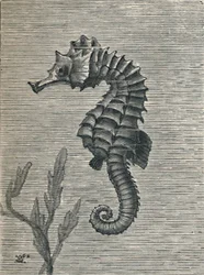 "A tengeri ló, leplezetlenül, nyugodtan úszva", 1900, 1910