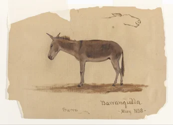 Egy szamár, Baranquilla, Kolumbia