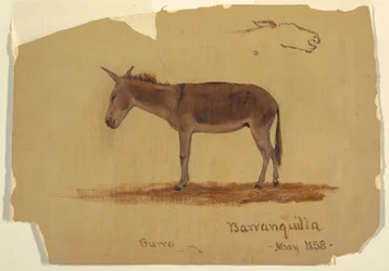 Rajz, Egy szamár, Baranquilla, Kolumbia, 1853. május
