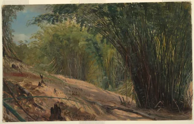 Rajz, Bambuszliget, Jamaica, 1865
