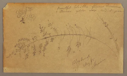 Rajz, Botanikai vázlatok, 1865. augusztus