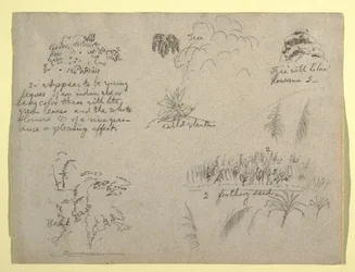 Rajz, Botanikai vázlatok, Kolumbia, 1853