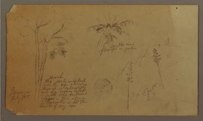 Rajz, Botanikai vázlatok, 1865. július