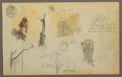 Rajz, Botanikai vázlatok Kolumbiából: Bambuszfák, törzsek és részletek, 1853. július
