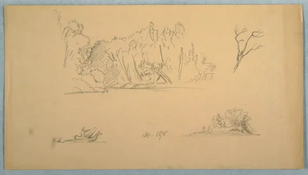 Rajz, Botanikai vázlatok: fa, fák a parton, 1876. szeptember