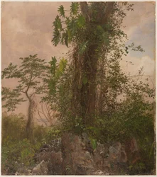 Rajz, Fügefa és vad filodendron, 1865