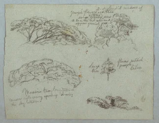 Rajz, Öt tanulmány facsúcsokról, Rio Magdalena, Kolumbia, 1853, valószínűleg május