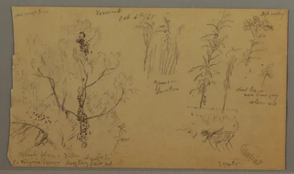 Rajz, Flora tanulmányok, 1865. október 6.