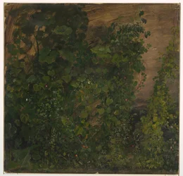 Rajz, dzsungel vegetáció, 1865