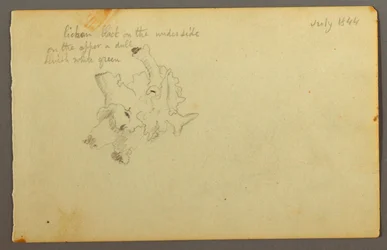 Rajz, Lichen, 1844