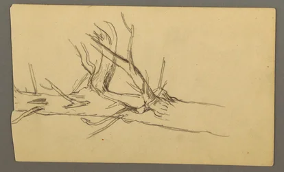 Rajz, Egy holt fatörzs középső szelvénye, 1877