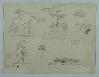 Rajz, Természetrajzok, köztük egy kandeláberfa egy lajhárral, Rio Magdalena, Kolumbia, 1853. május