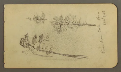 Rajz, Fenyő tanulmányok, 1878