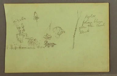 Rajz, Növénytanulmányok, valószínűleg 1856