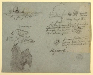 Rajz, folyóparti és botanikai vázlatok Higuerote, Ecuador, 1853 május 
