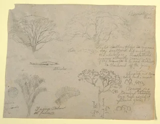 Rajz, Botanikai tanulmányok sorozata, köztük egy aligátor és egy szörnyű fa, a Rio Magdalena folyóról nézve, Kolumbia, 1853