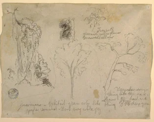 Rajz, Fák és növények tanulmányai a Rio Magdalena folyónál, Kolumbia, 1853