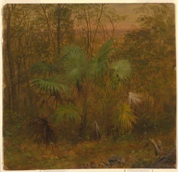 Rajz, Thatch Palm, Jamaica, 1865. május