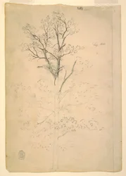 Rajz, fa, 1844 szeptember
