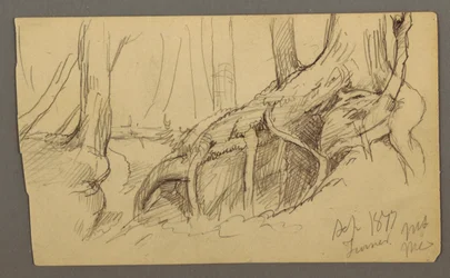 Rajz, Egy szikla fölé növő fa gyökerei (Turner-hegy), 1877