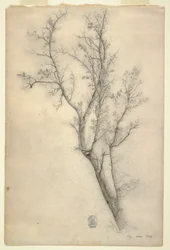 Rajz, Sok ágú fa, 1844. július