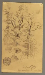 Rajz, Két fa, 1877